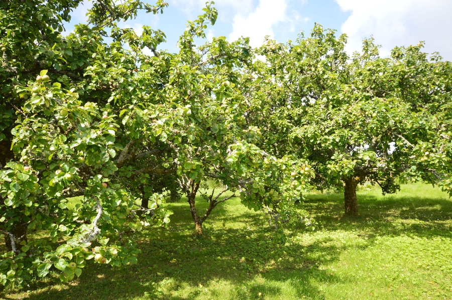 View of Orchard